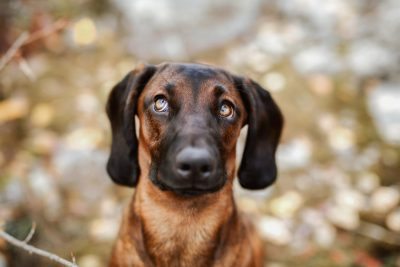 Was muss mein Hund für ein Fotoshooting können?