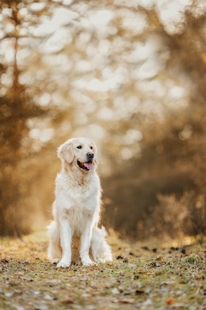 golden-retriever-würzburg-nürnberg-erlangen-bamberg-fotoshooting (2)