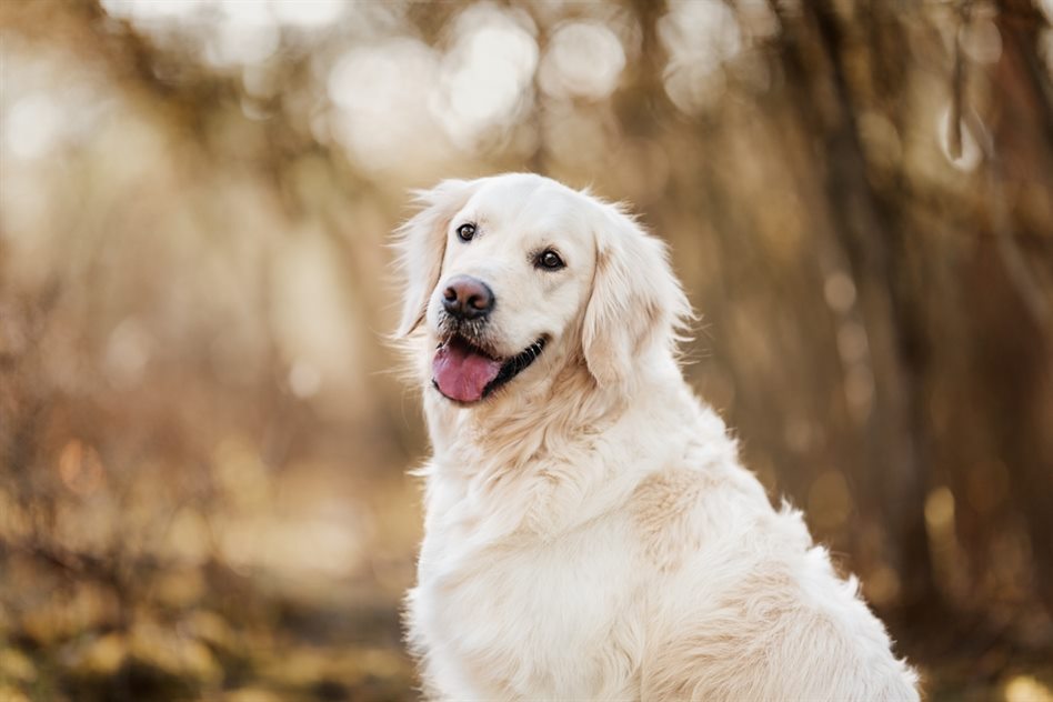 golden-retriever-würzburg-nürnberg-erlangen-bamberg-fotoshooting