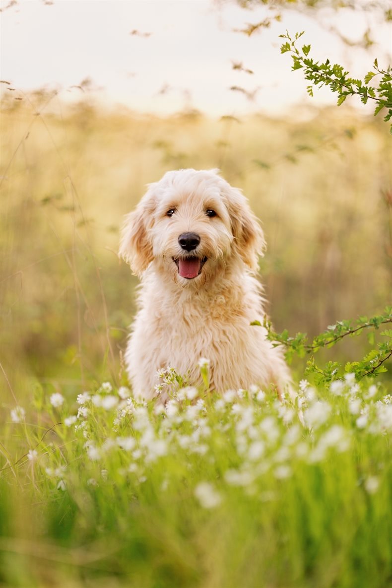 Hundefotoshooting Hunde Fotograf Bamberg Würzburg Tierfotograf Tierfotografie 6