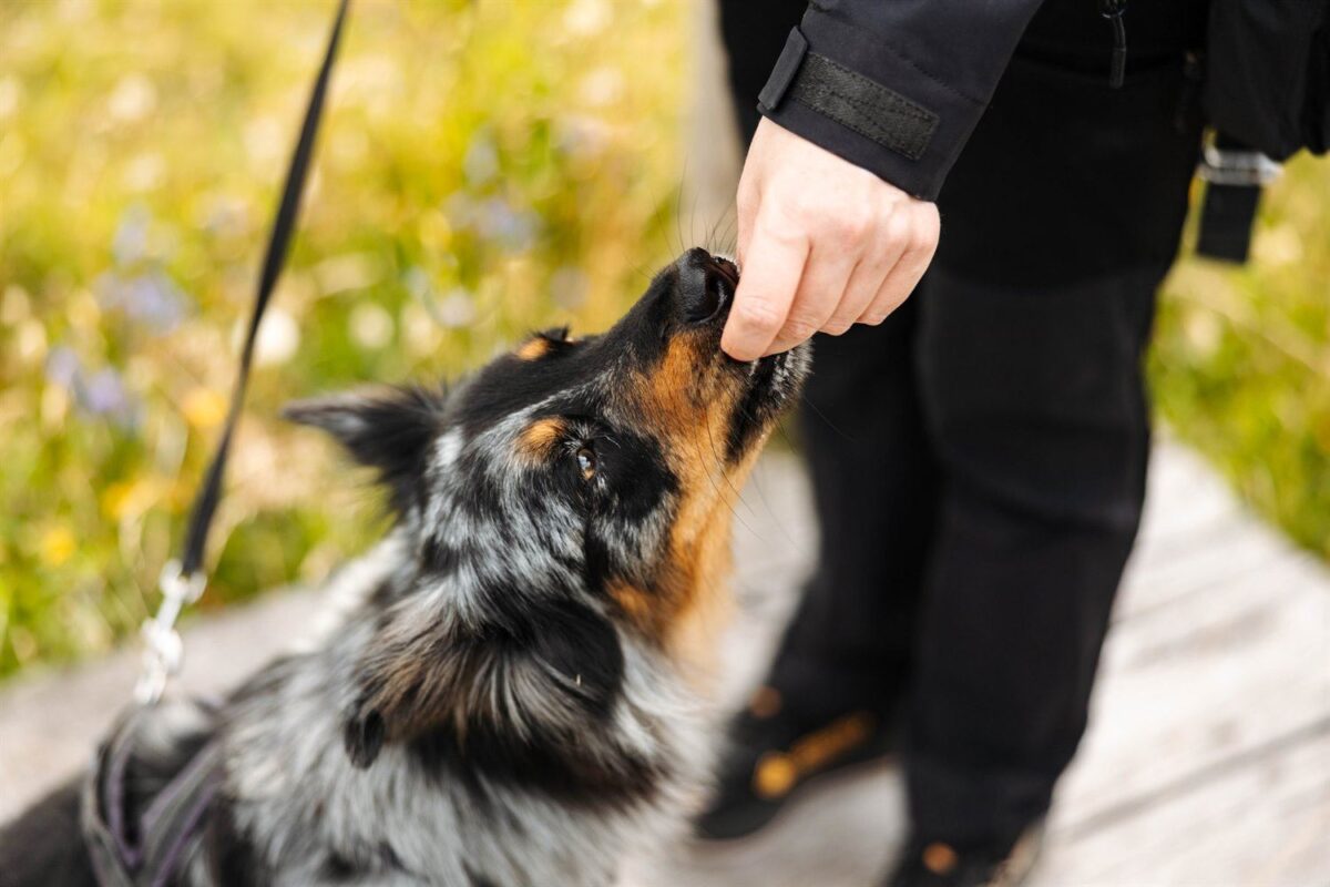 Wandern mit Hund in der Rhön