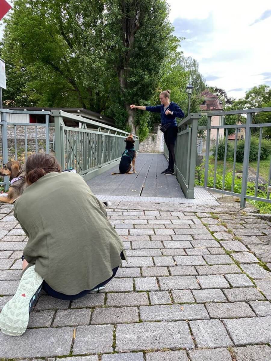 Yasemin Ikibas beim Fotografieren  Leidenschaft für natürliche Hundefotos in Würzburg   Making off