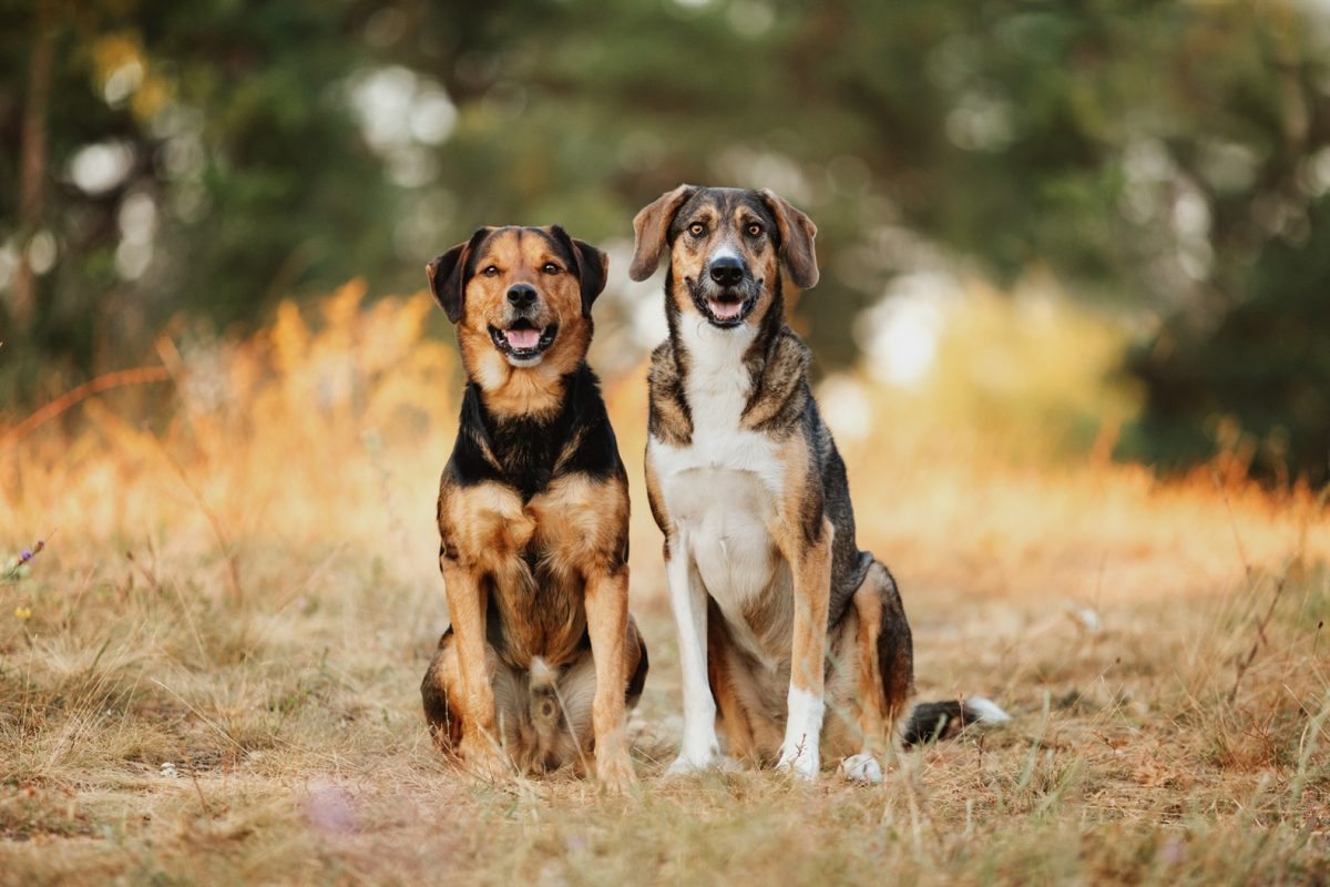 hunde tierschutz fotoshooting mix rumänien