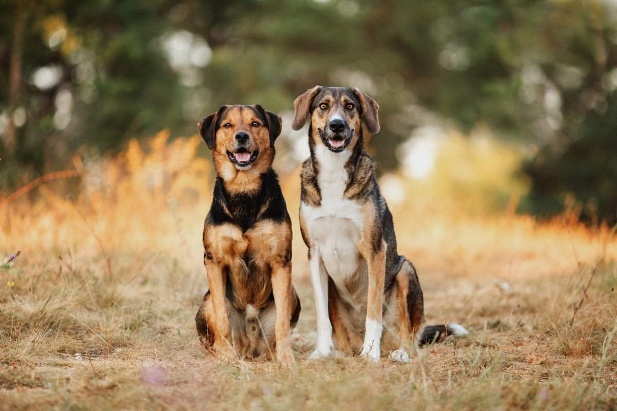 hunde-tierschutz-fotoshooting-mix-rumänien