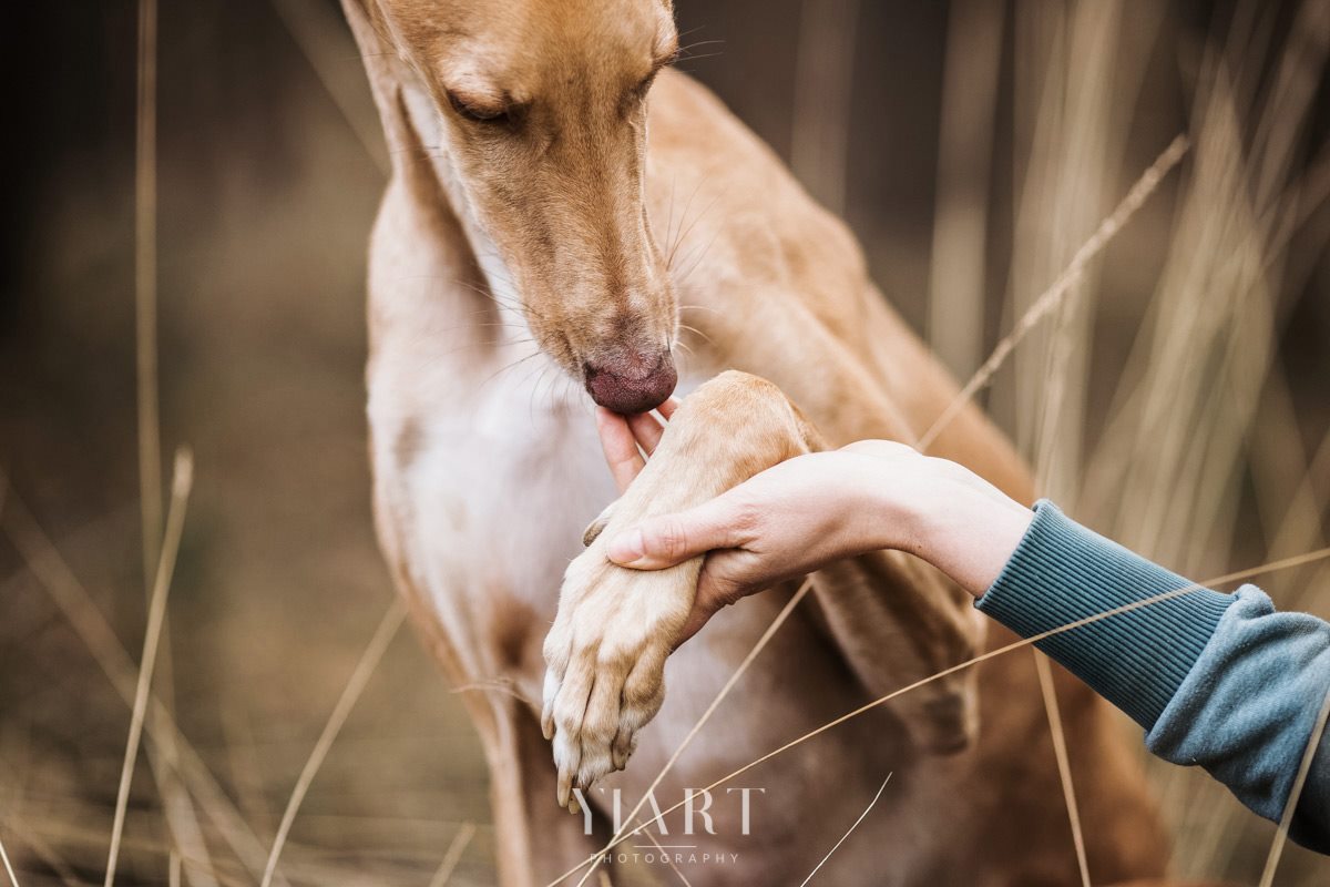 Galgo Portrait Detail
