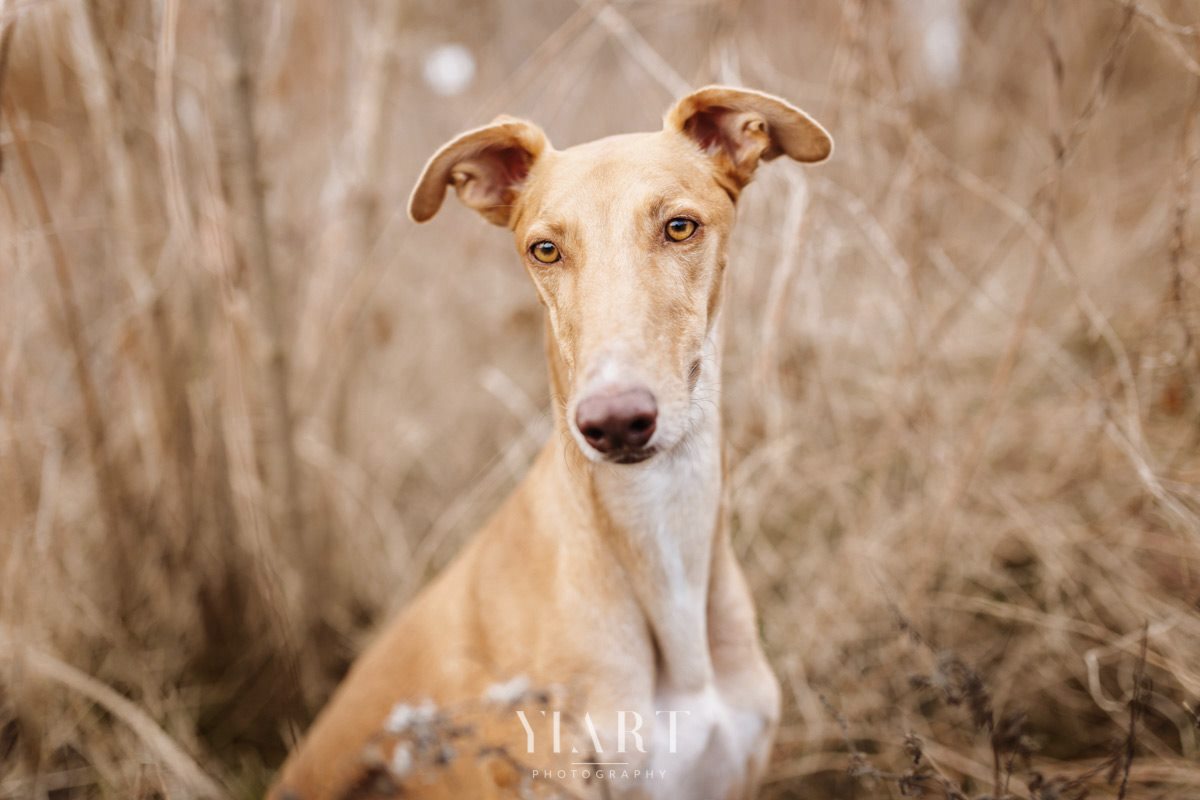 Galgo Portrait