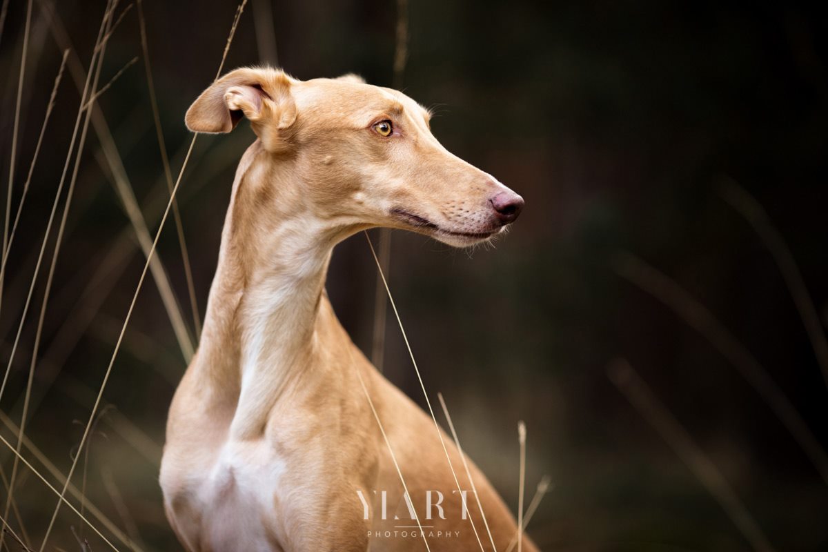 Galgo Portrait