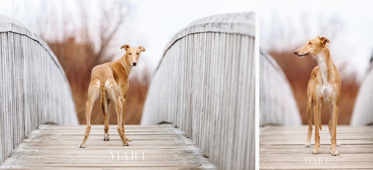 Galgo Portrait