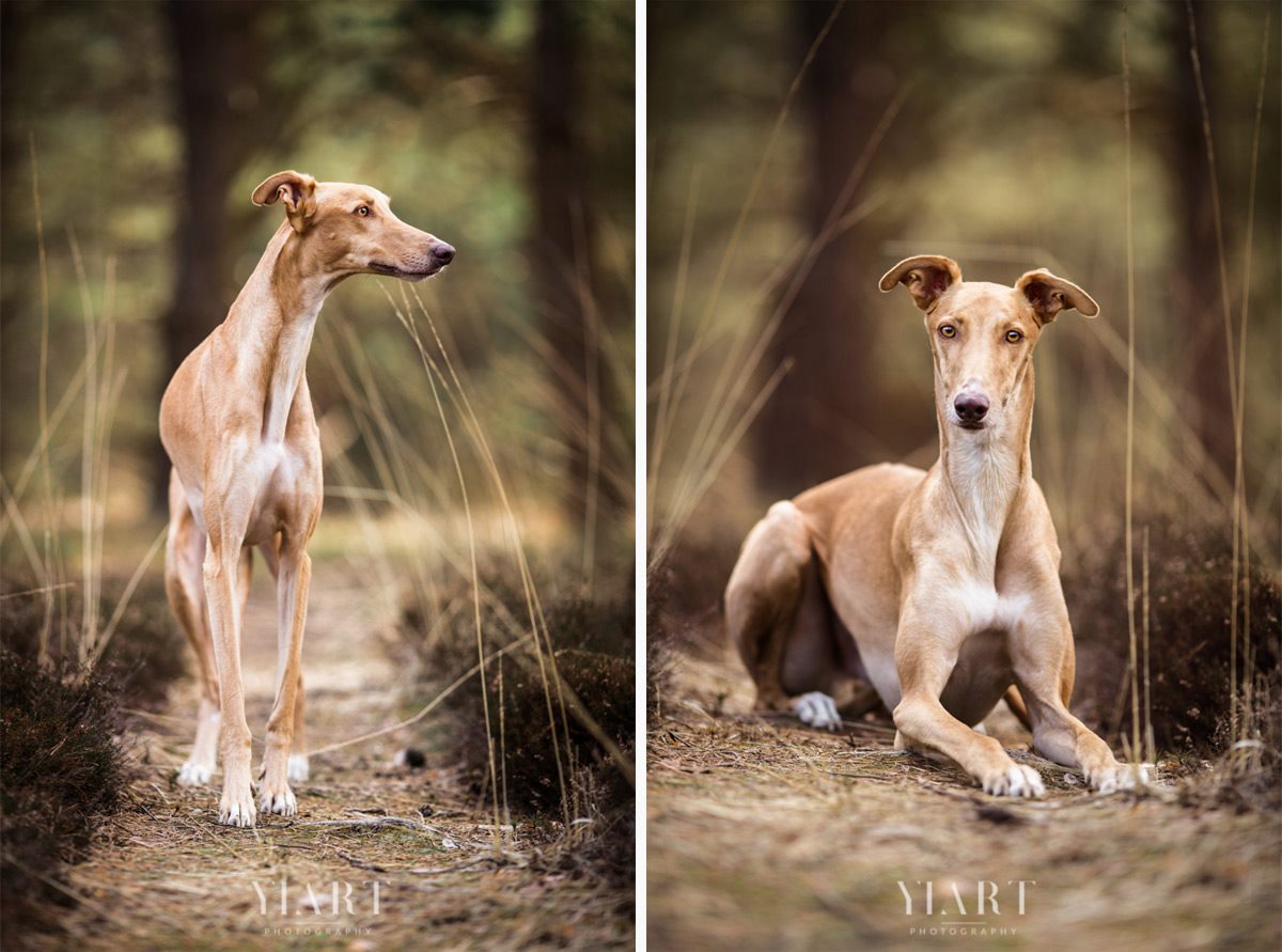 Galgo Portrait