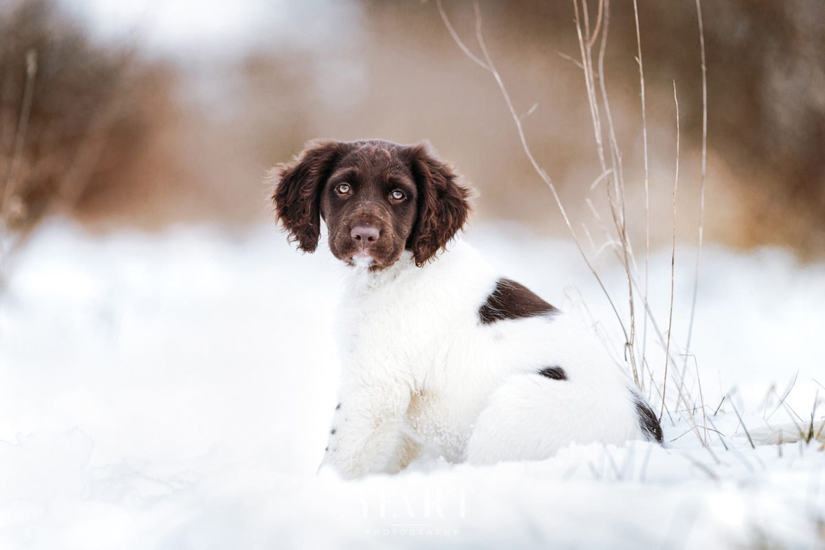 Münsterländer Welpe Portrait