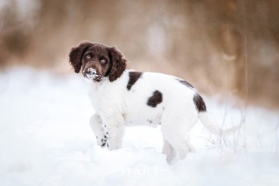 Urmel auf dem Eis – Ein Wachtelhund im Schnee