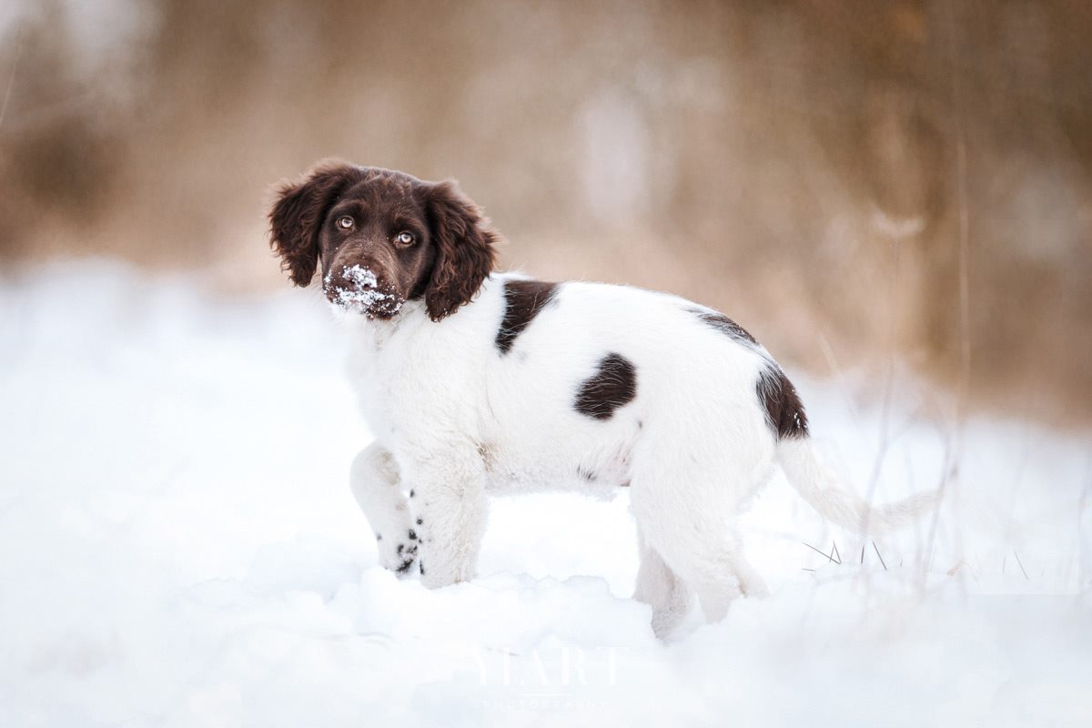 Münsterländer Welpe Portrait