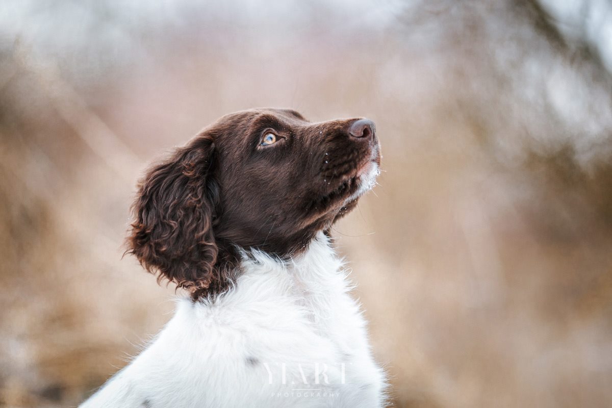 Münsterländer Welpe Portrait
