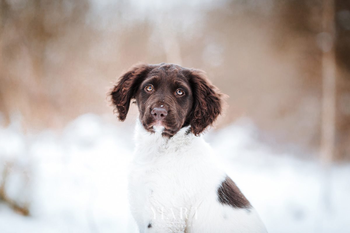 Münsterländer Welpe Portrait