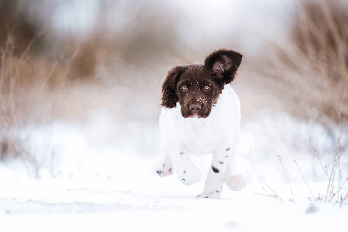 Münsterländer Welpe Portrait