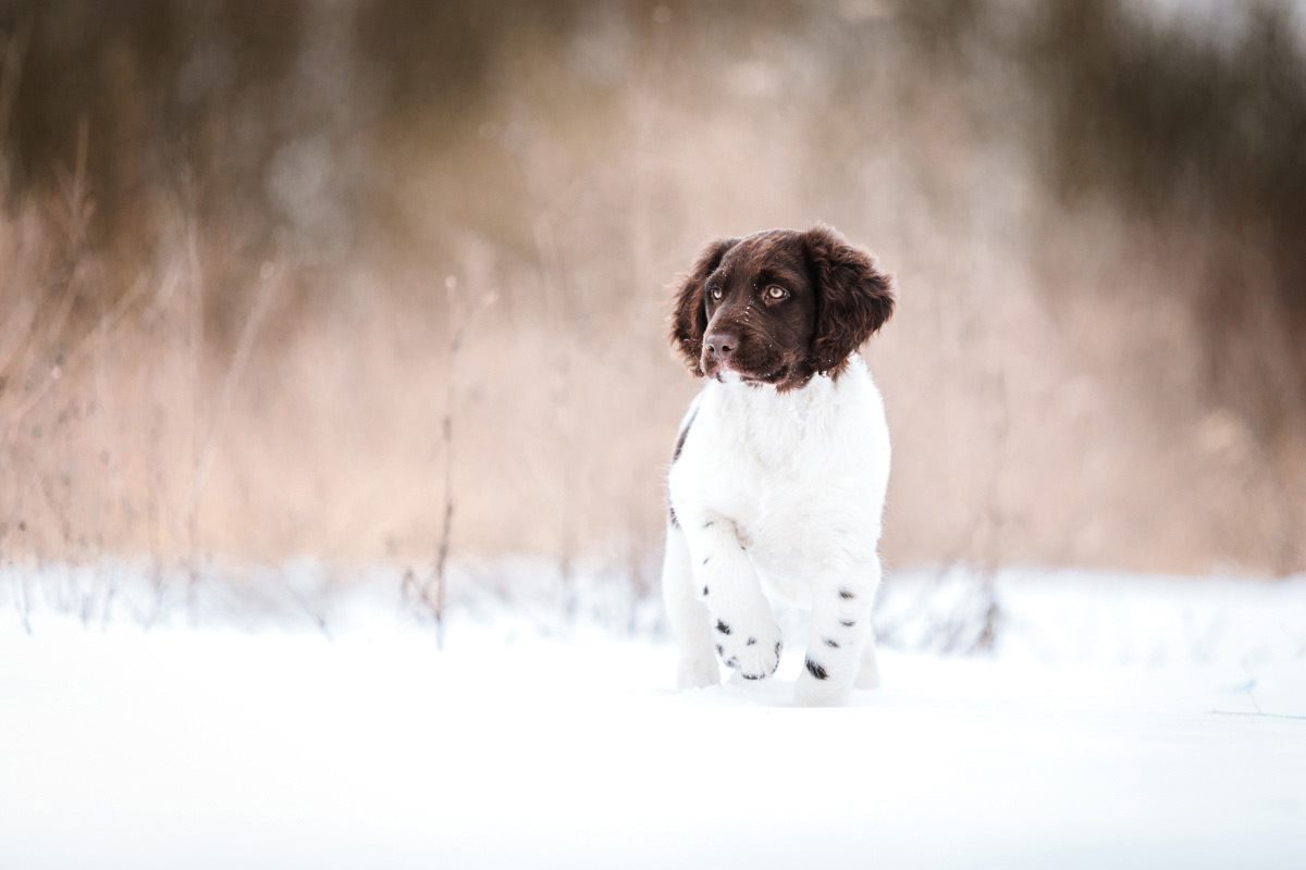 Münsterländer Welpe Portrait