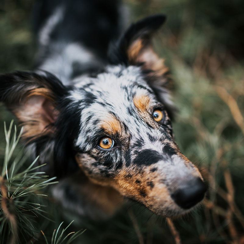 hundefotografie-tutorial
