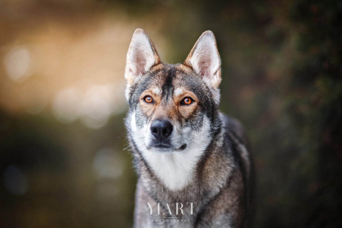 TamaskanWolfshund Portrait