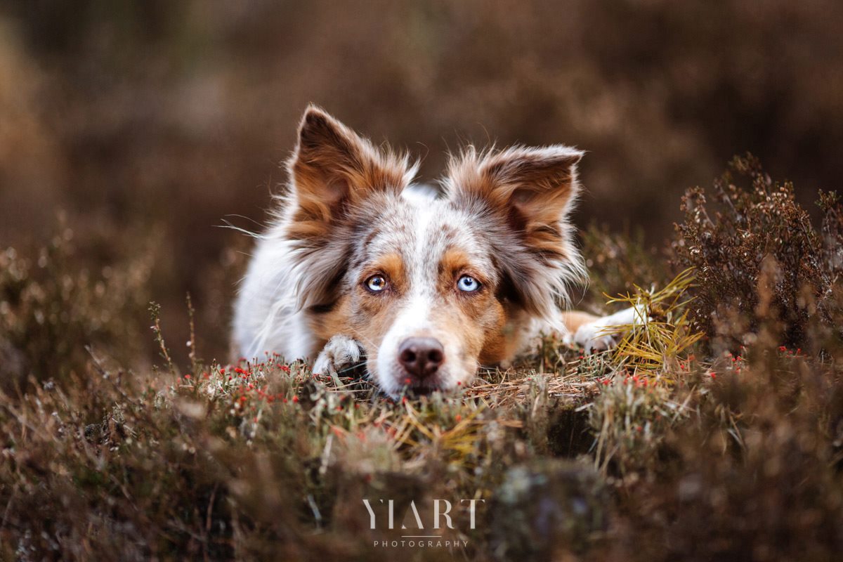 Border Collie Portrait