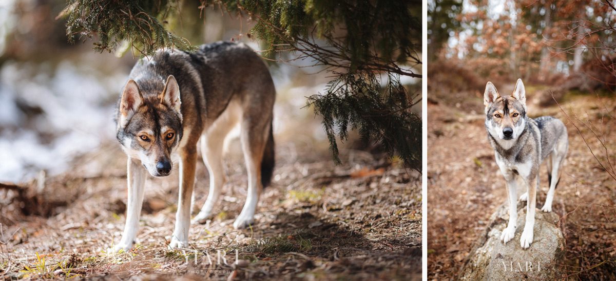 TamaskanWolfshund Portrait