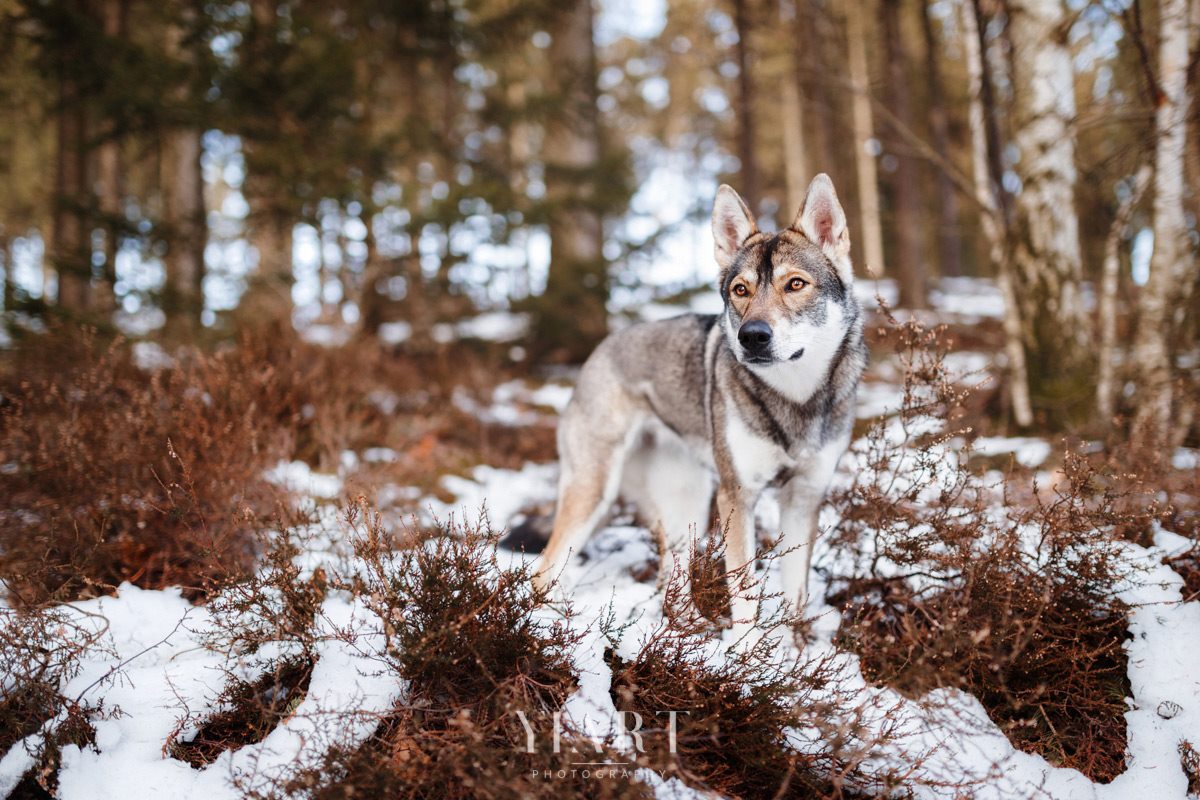 TamaskanWolfshund Portrait