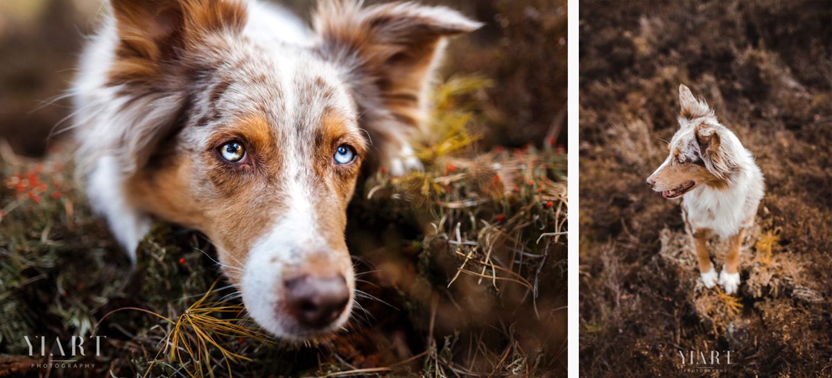 Border Collie Portrait