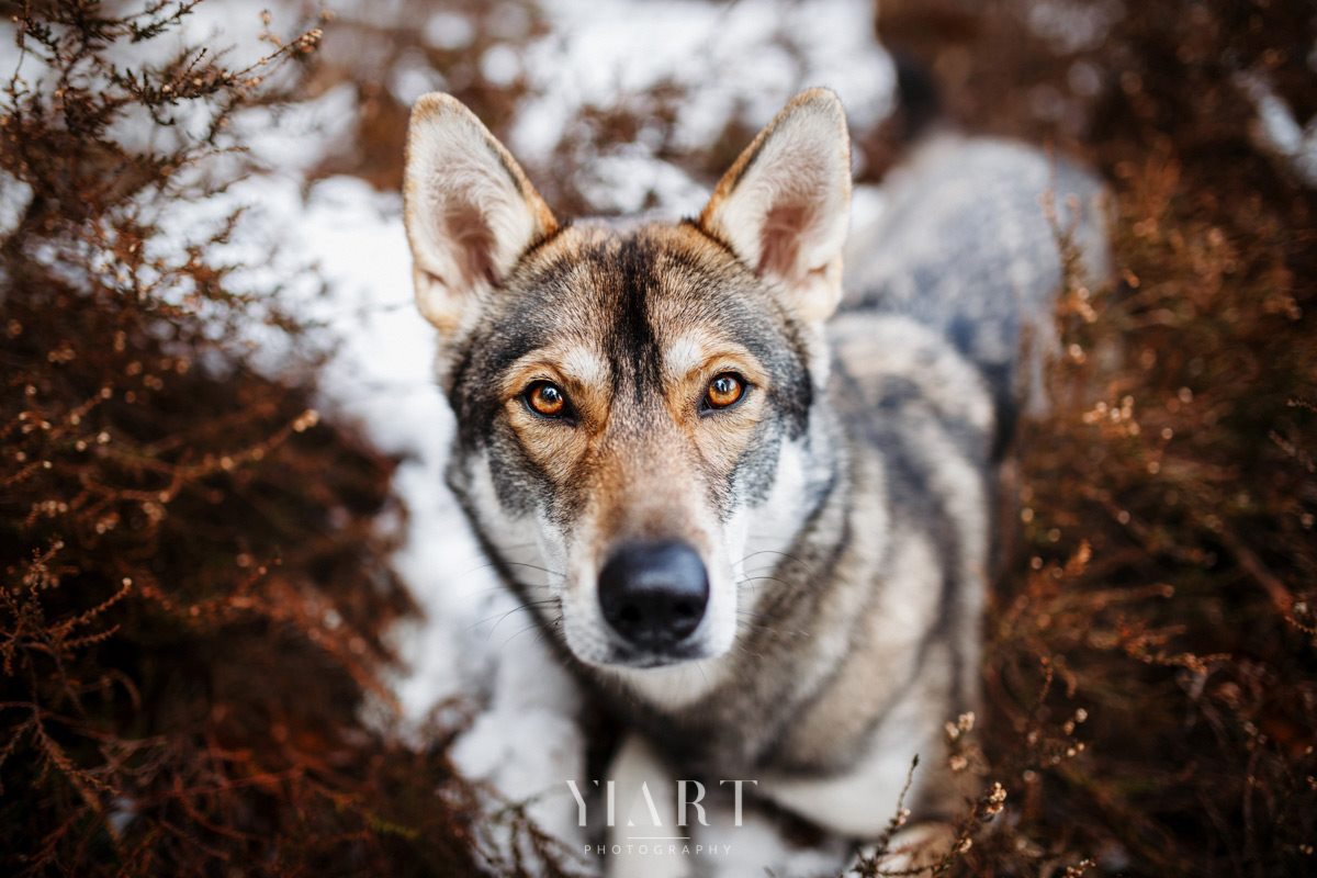 Tamaskan/Wolfshund Portrait