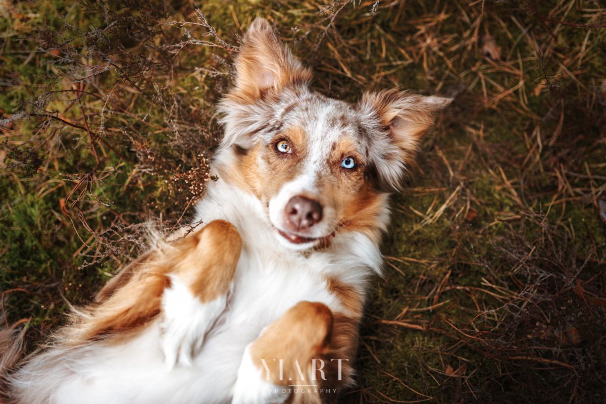 Border Collie Portrait