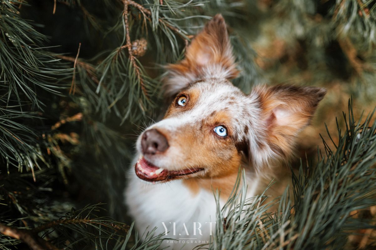 Border Collie Portrait