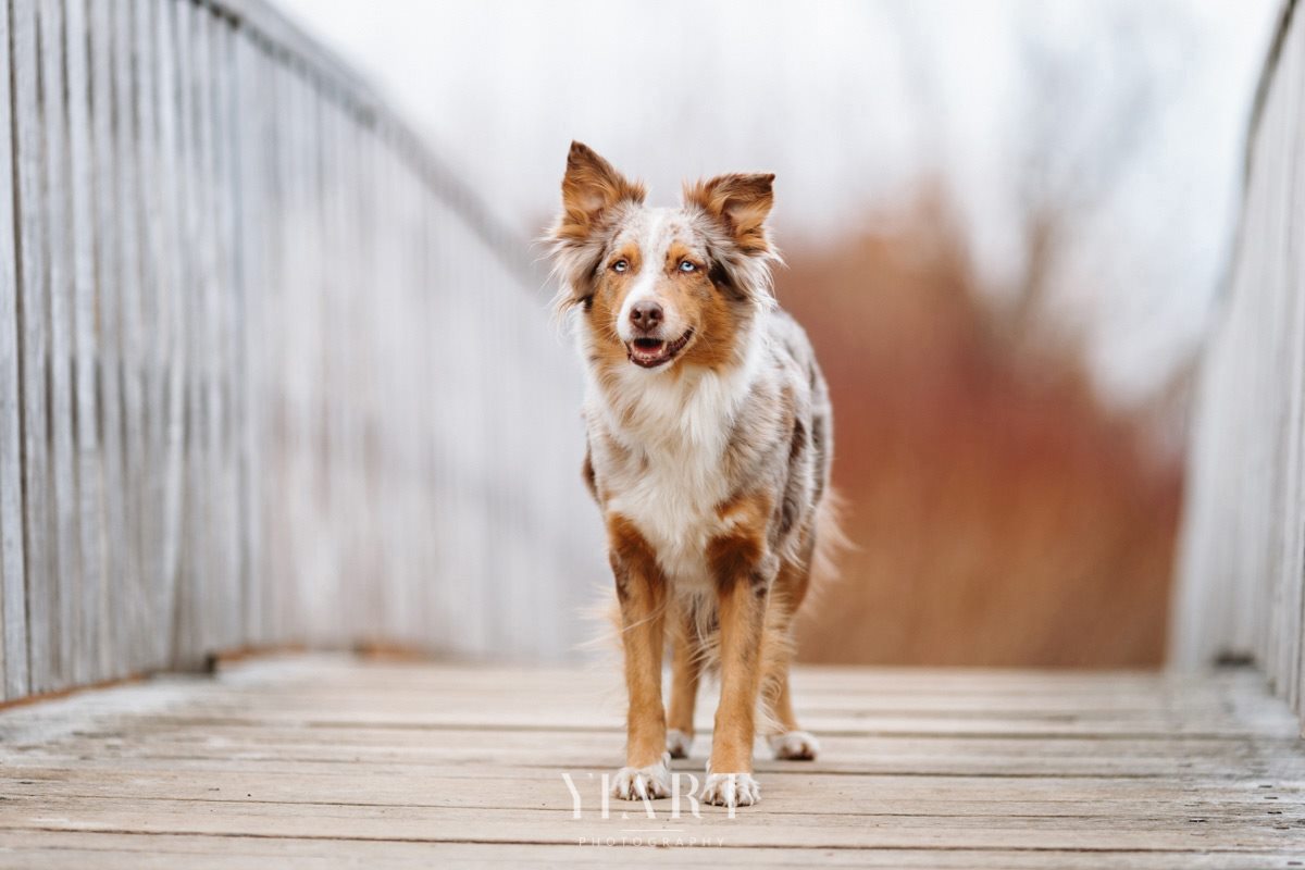 Border Collie Portrait