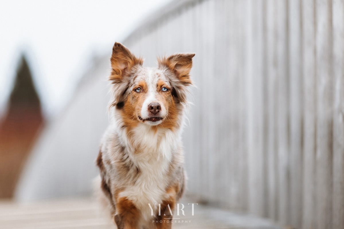 Bordercollie Portrait