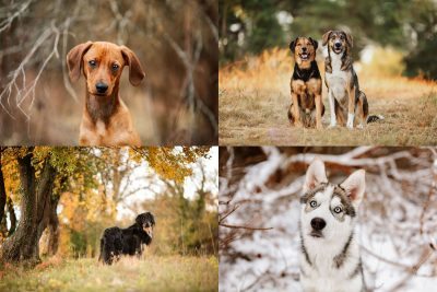 Die beste Jahreszeit für dein Hunde Fotoshooting