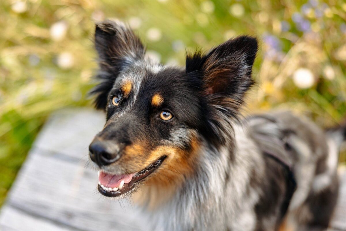 Altdeutscher Hütehund Mix Tierfotograf Rhön