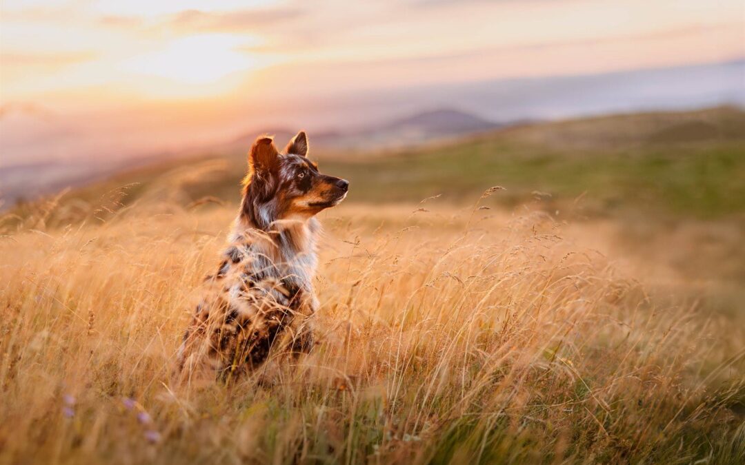 Fotowanderung mit Hund in der Rhön – Zwischen Schwarzem Moor und Wasserkuppe | Hundefotoshooting Rhön