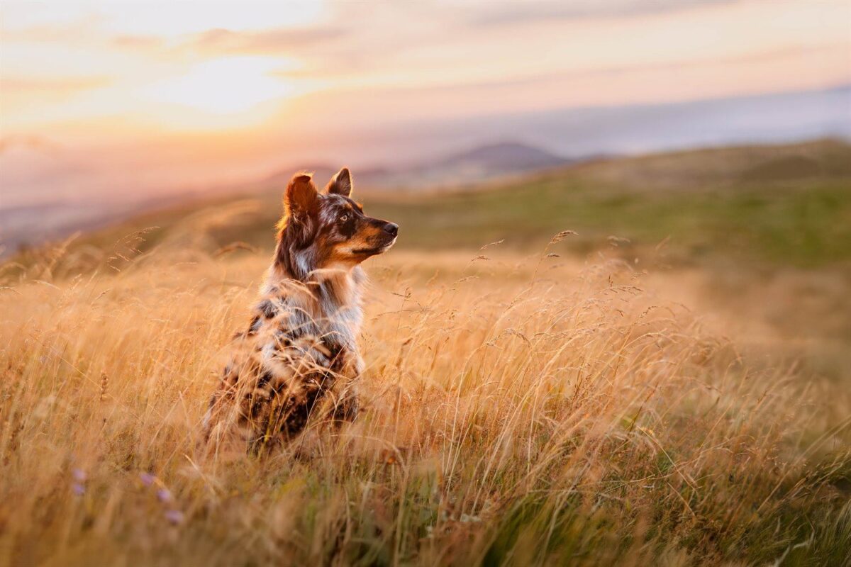 Altdeutscher Hütehund Mix im Abendlicht auf der Wasserkuppe in der Rhön