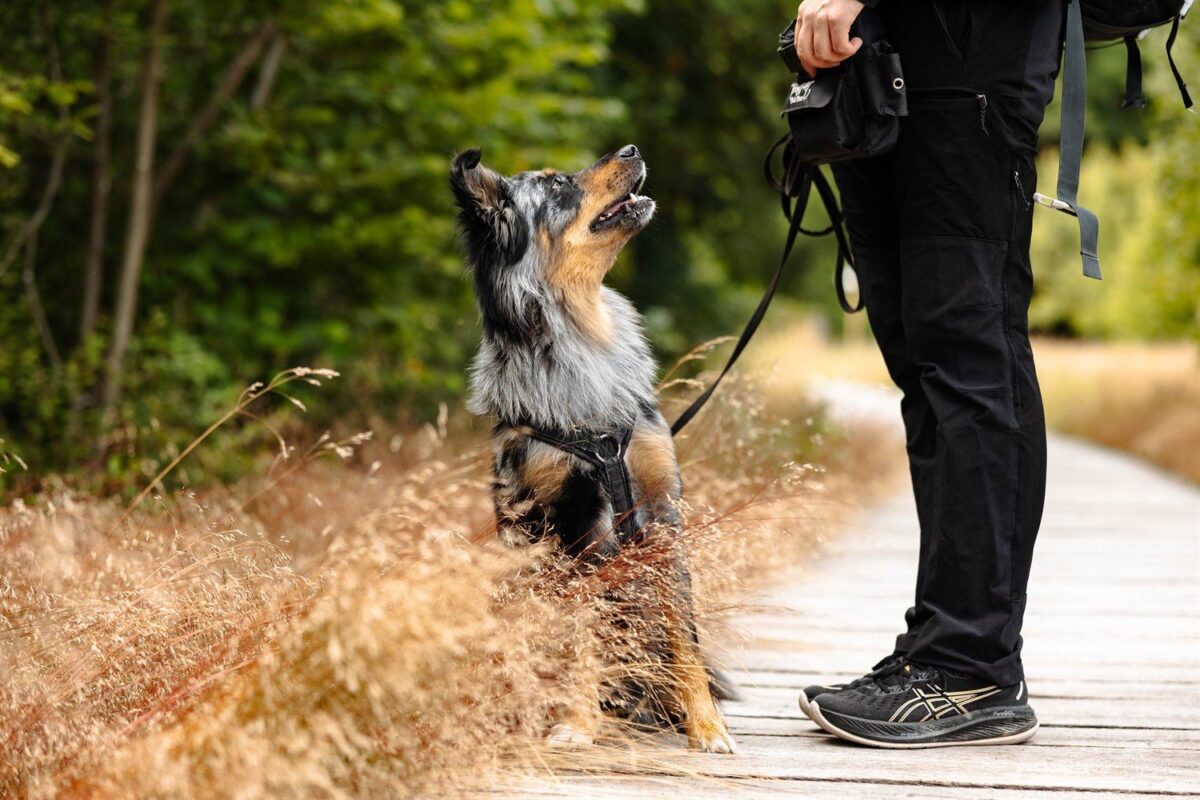 Altdeutscher Hütehund Mix schaut seine Halterin während eines Hundefotoshootings im Schwarzen Moor in der Rhön aufmerksam an