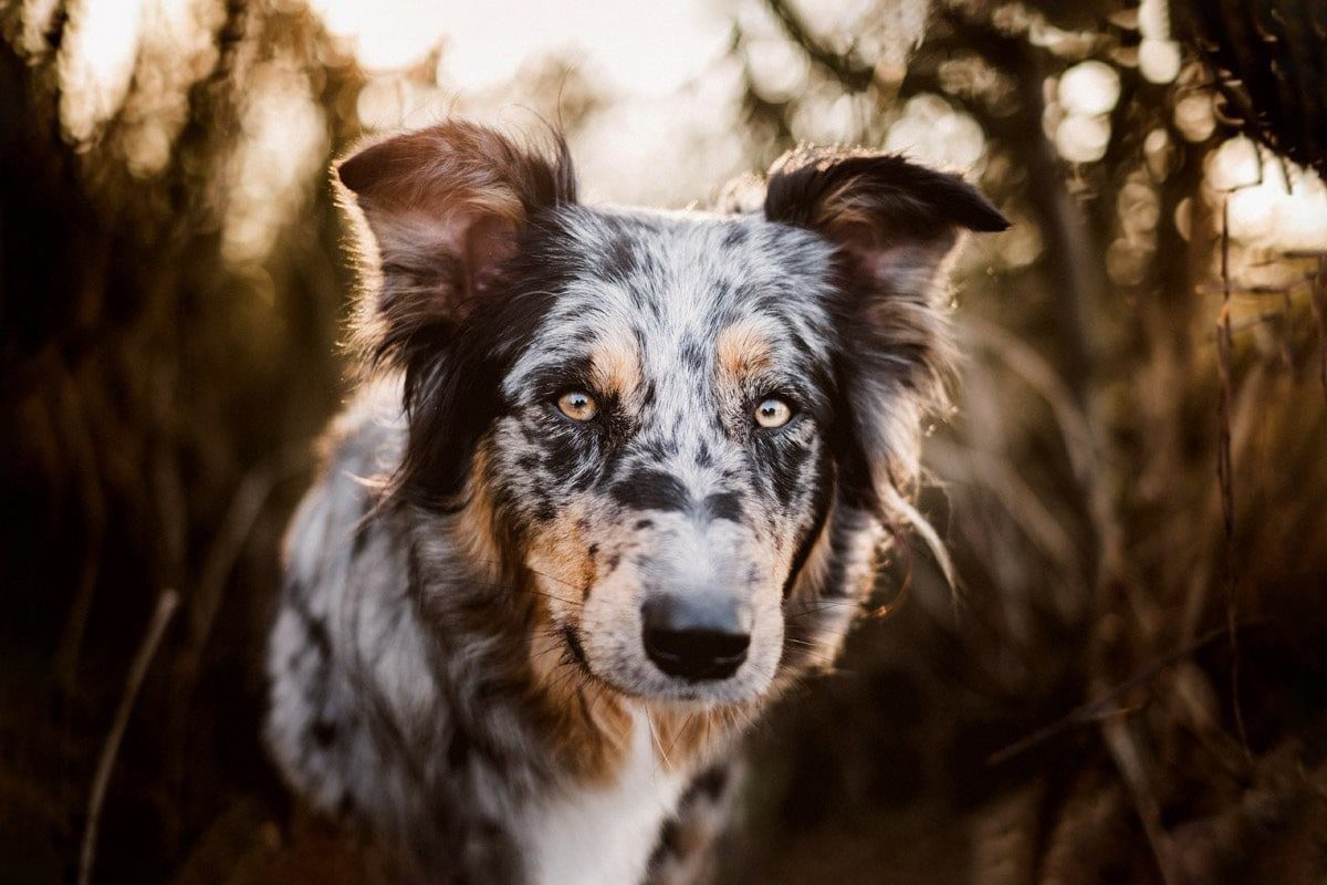 Hundefotografie Würzburg Nürnberg Bamberg