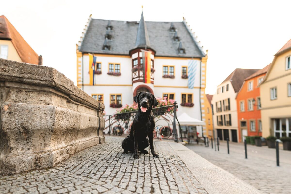 Schwarzer Labrador Khal sitzt auf der Brücke vor dem Rathaus in Volkach – Wü-Dogs Kalenderfoto