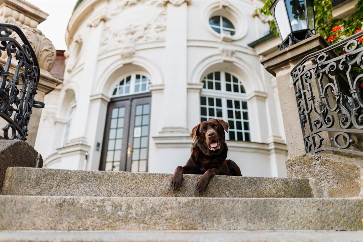 Schokoladenbrauner Labrador Lucy liegt auf den Stufen vor dem Luitpoldbau in Kitzingen – Wü-Dogs Kalenderfoto