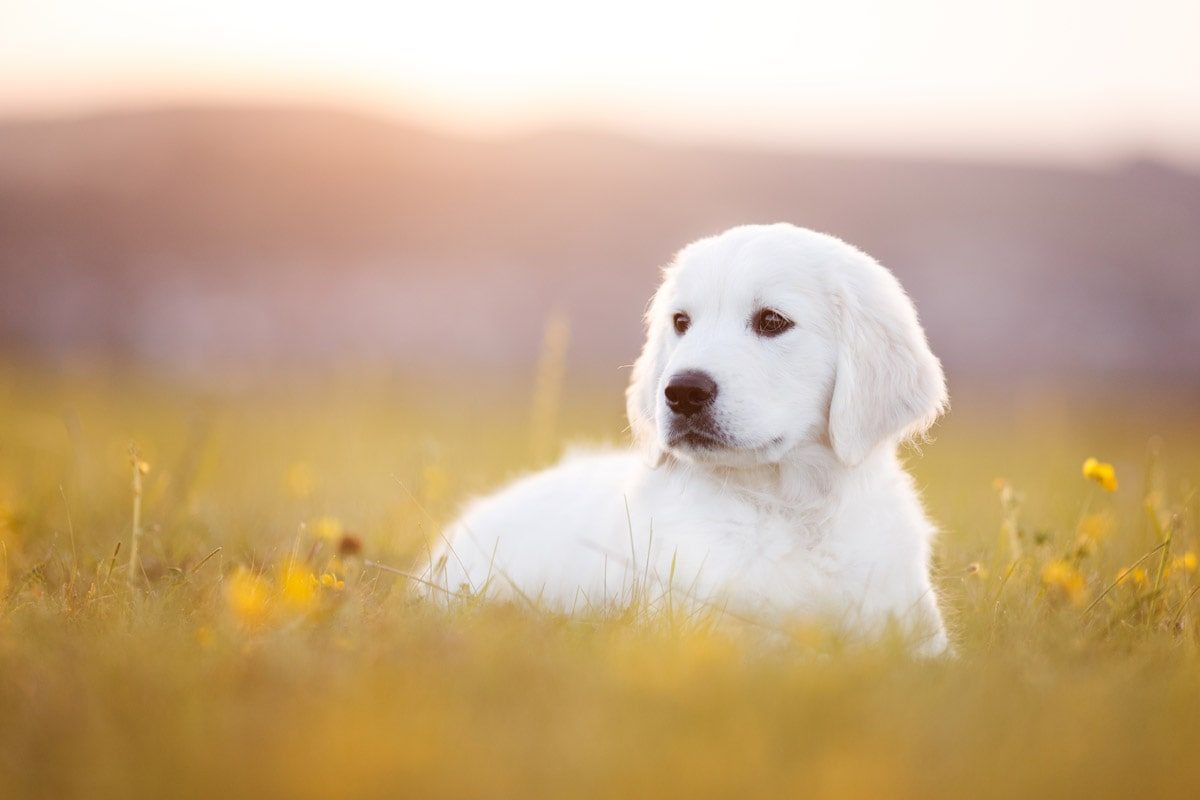 Fotografin Marktheidenfeld Mainspessart Unterfranken Hund