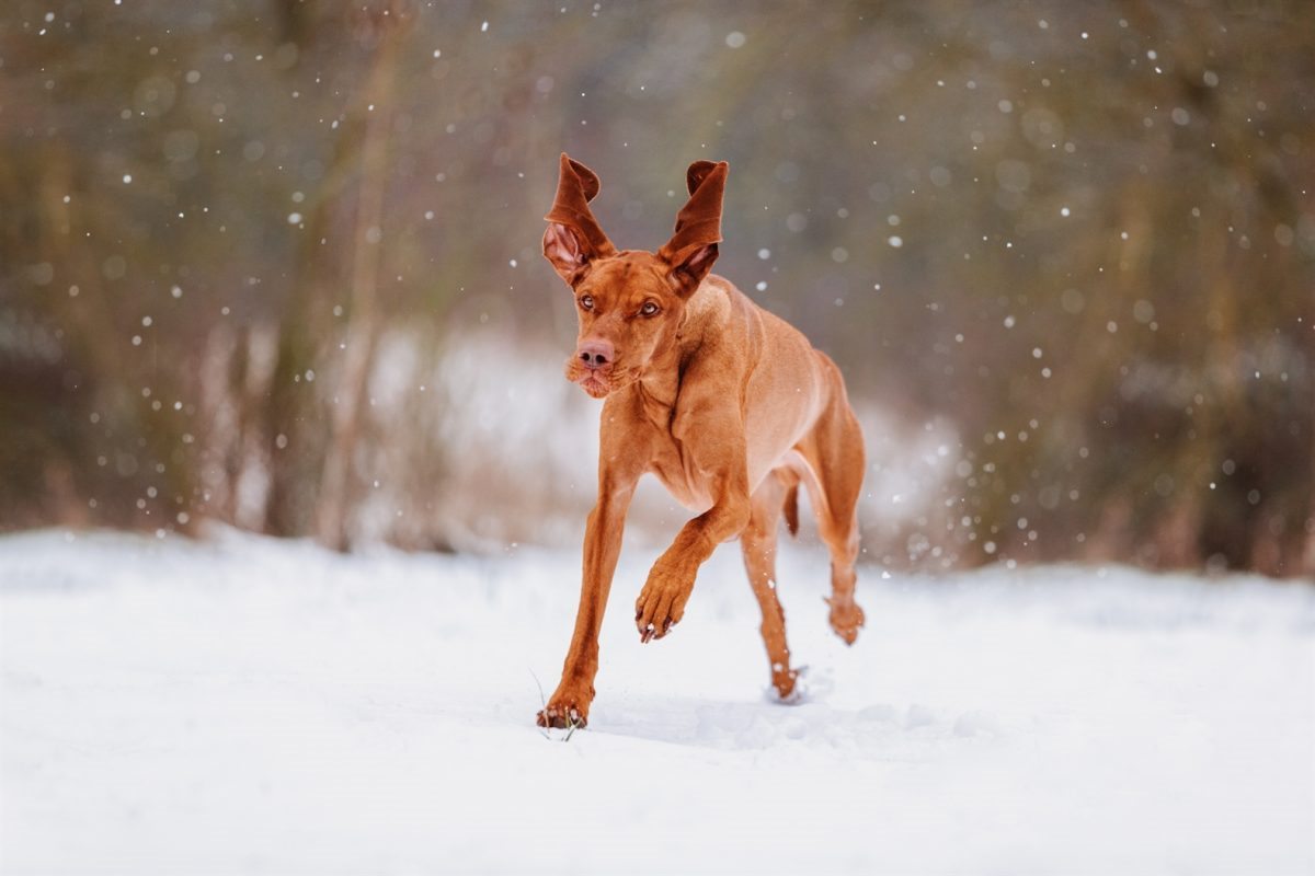 magyar-vizsla-rennen-fotoshooting-würzburg-erlangen-nürnberg-fürth-schweinfurt-marktheidenfeld-bamberg