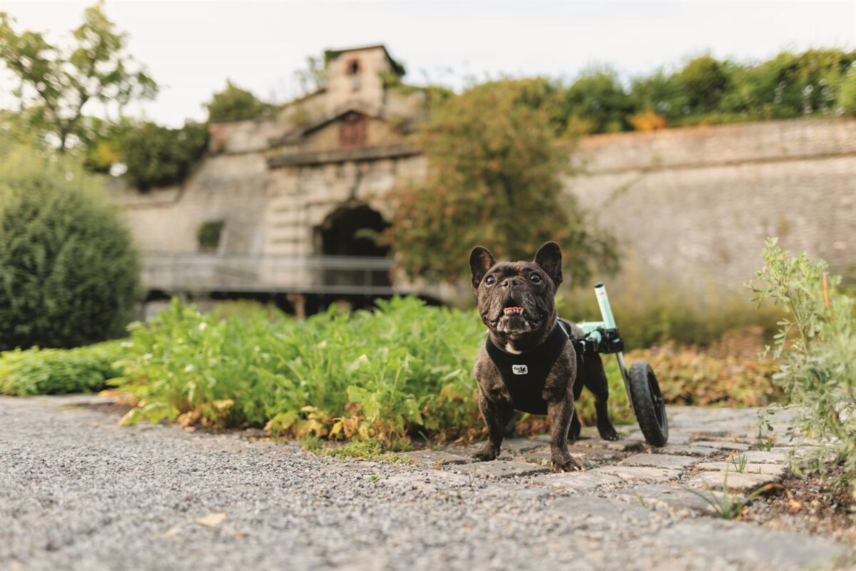 Mini Bulldogge Mia, Rollihund vor dem Zeller Tor in Würzburg – Wü-Dogs Kalenderfoto