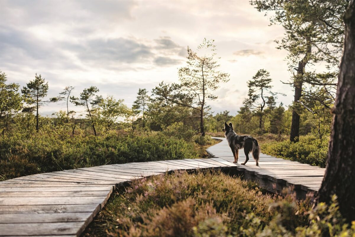 Altdeutscher Hütehund-Mix Nala auf einem Holzsteg im Moorgebiet der Rhön – Wü-Dogs Kalenderfoto
