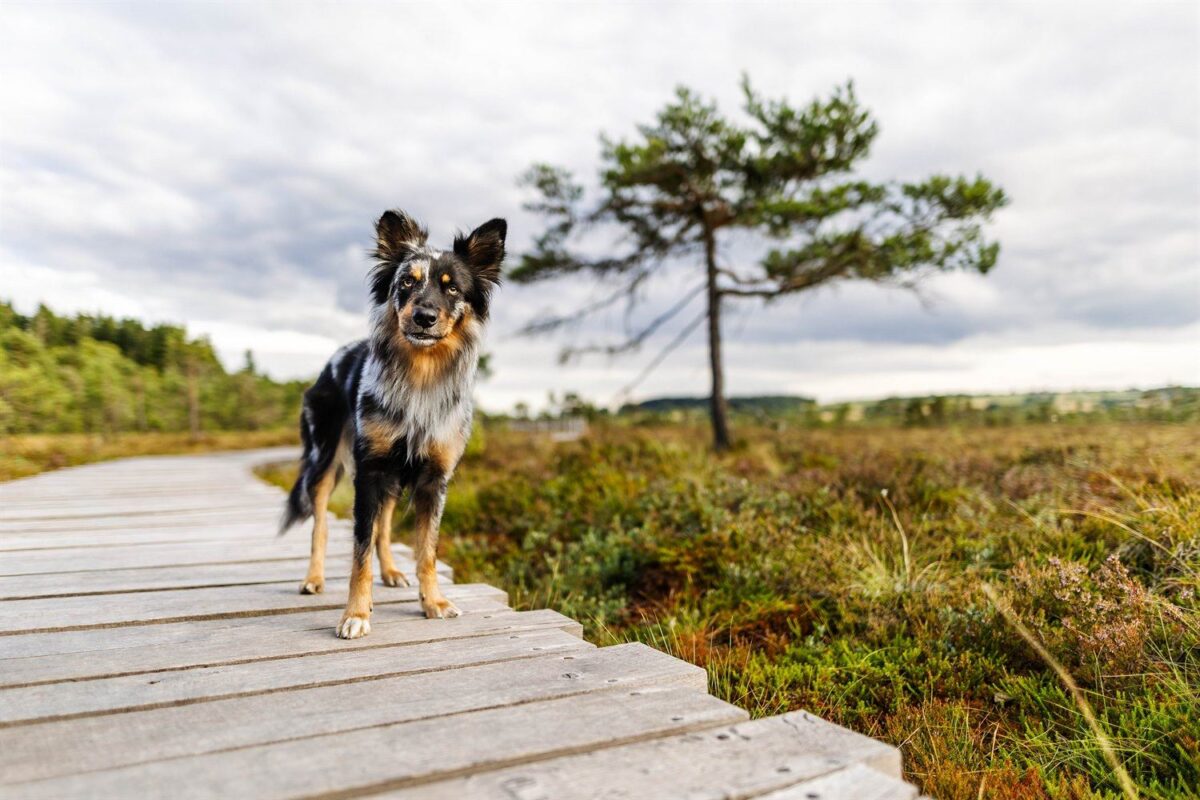 Altdeutscher Hütehund Mix im schwarzen Moor