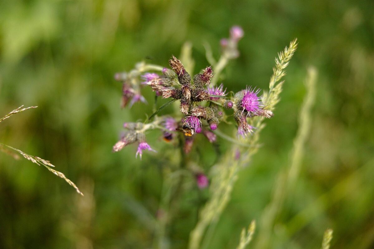Blühende Distel mit Hummel im Schwarzen Moor in der Rhön