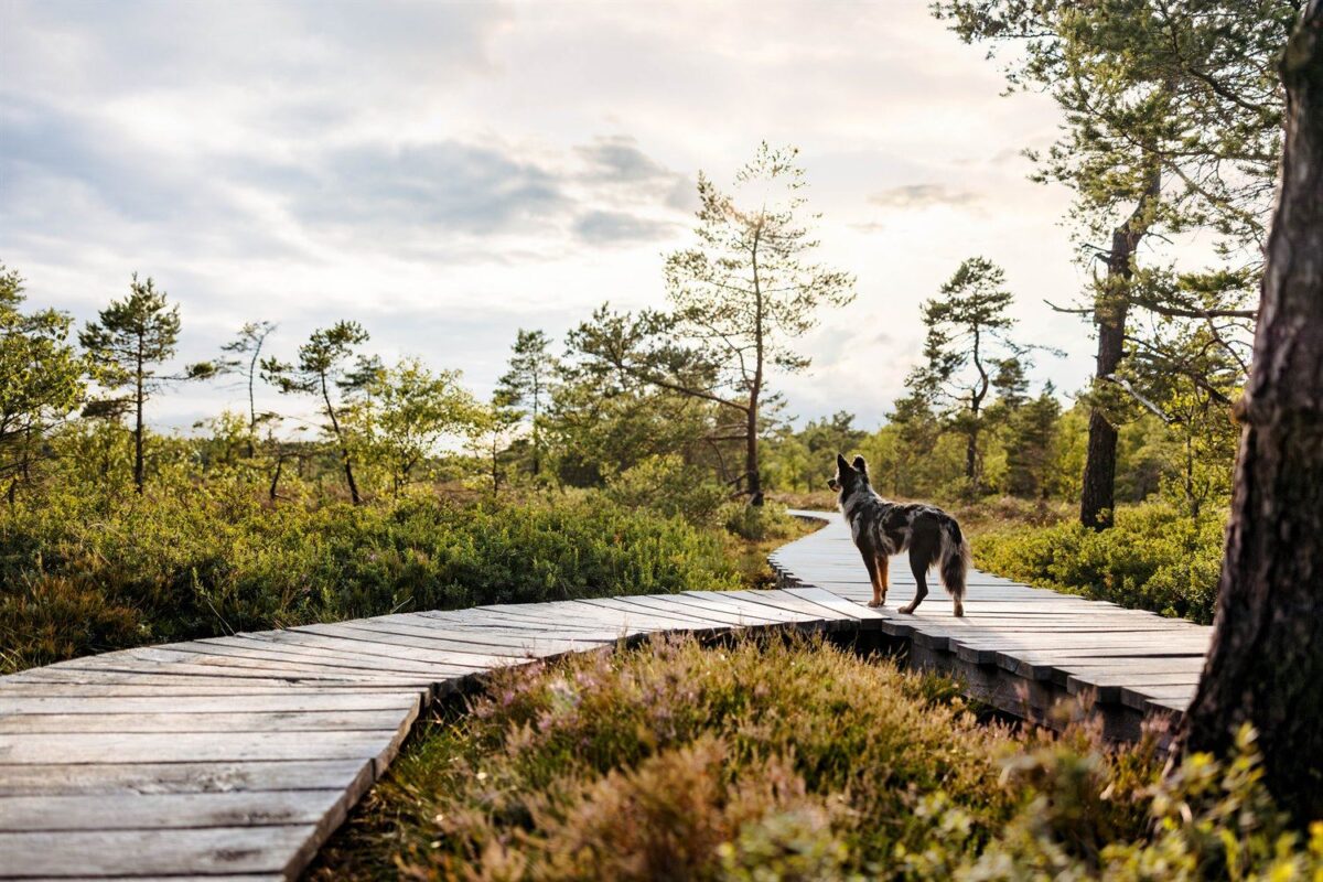 Fotoshooting mit Hund im Schwarzen Moor in der Rhön