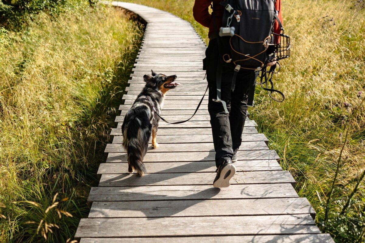 Mit Hund in der Rhön   Das schwarze Moor