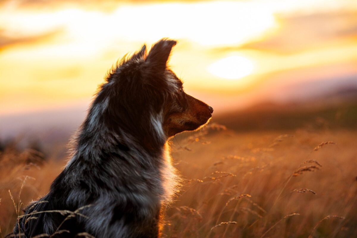 Hundeportrait im Gegenlicht auf der Wasserkuppe