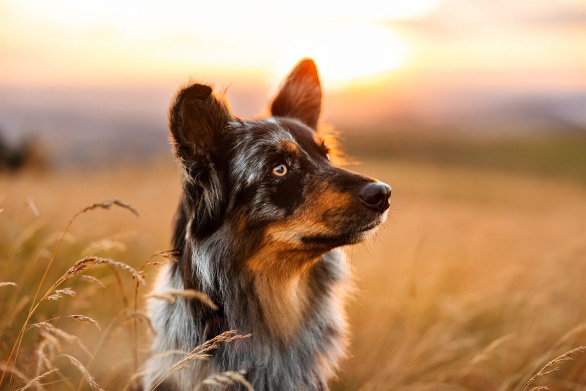 Sonnenuntergang mit Hund auf der Wasserkuppe