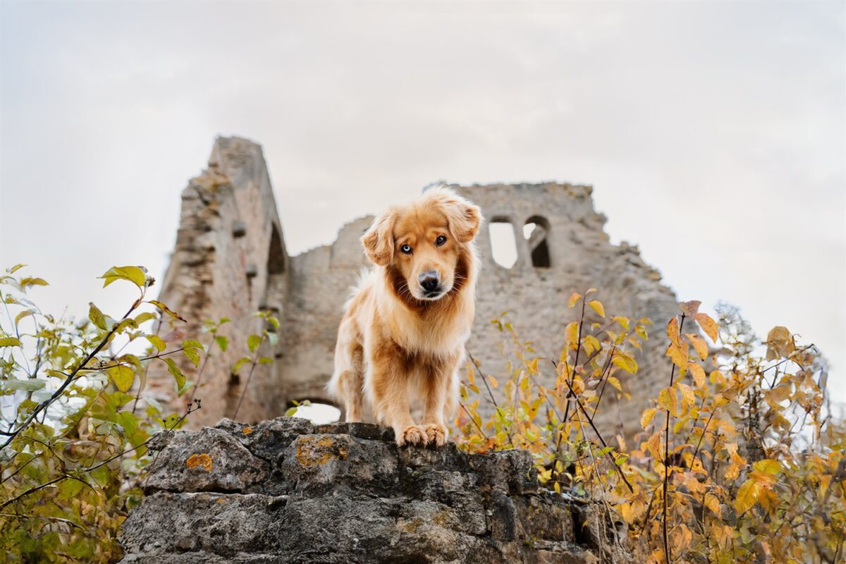 Golden Retriever-Sibirischer Husky Mix Simba vor einer Burgruine im Main-Spessart – Wü-Dogs Kalenderfoto